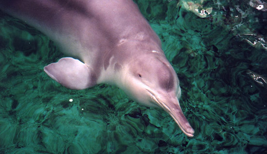 Фотография самого редкого вида дельфинов