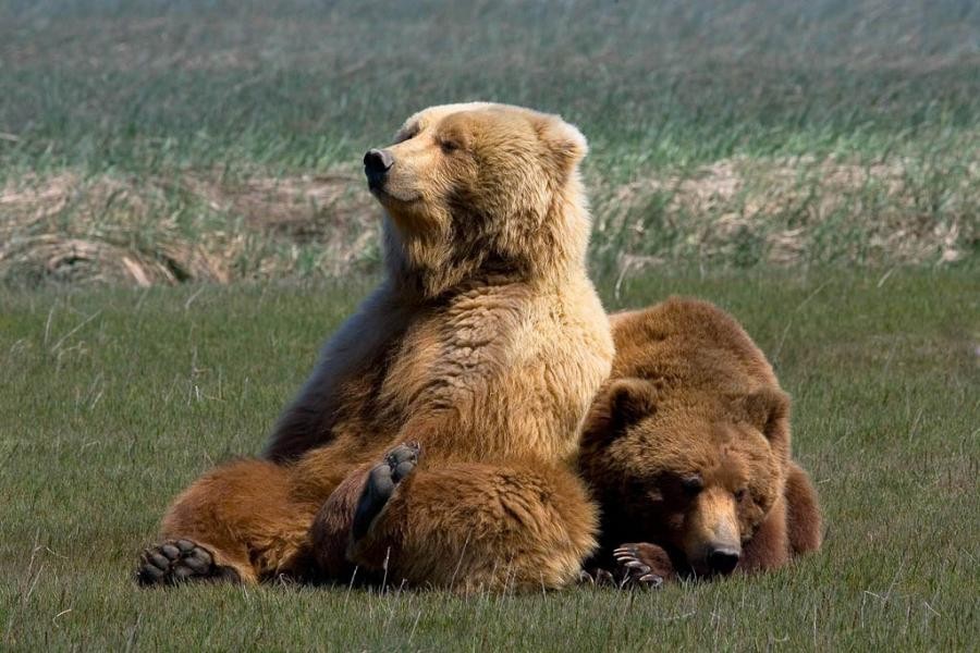 медведи отдыхают