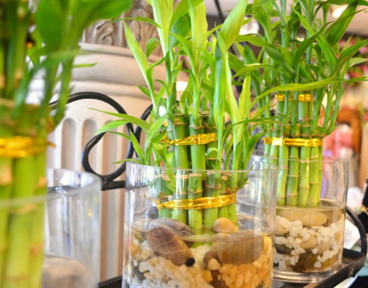   (Dracaena braunii syn. Dracaena sanderiana)