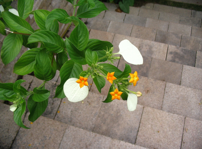    (MUSSAENDA)