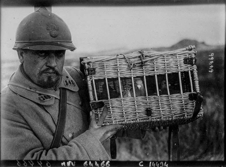 Солдат французской армии рядом с почтовыми голубями Pigeons voyageurs. Moreau, photographer in the French army