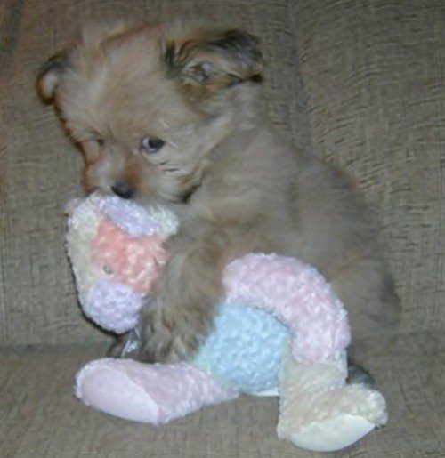 Животные, мягкие игрушки и обнимашки