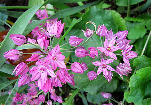 Лук (Allium) Лук (Allium)