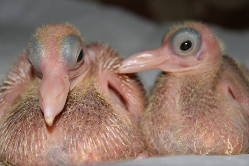 animalbaby4