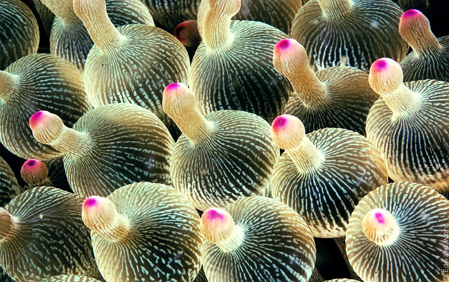 Морская актиния Морская актиния