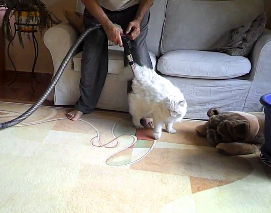 1. Пылесосят кота 1. Пылесосят кота мужчины, тайны, факты