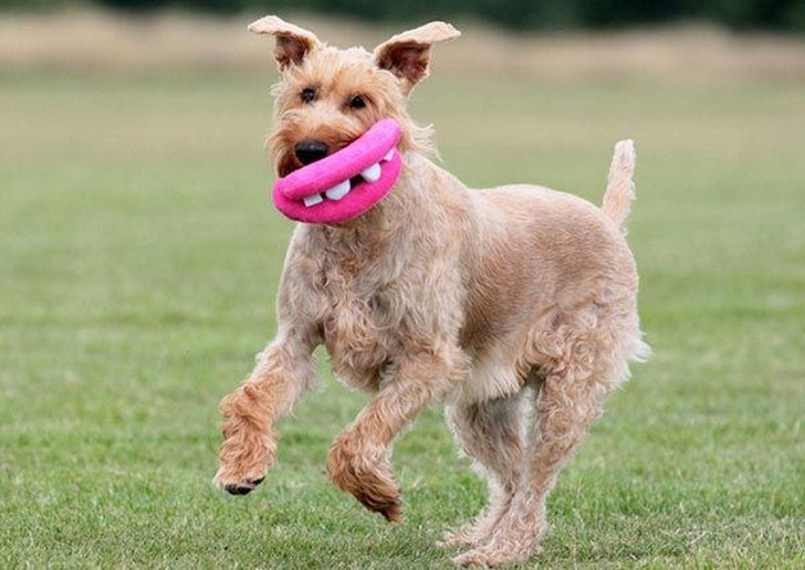 20 собак, которые не подозревают о том, насколько глупо выглядят со своими игрушками