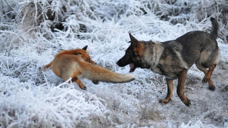 Sniffer fox and Tinni, дружба между лисой и собакой