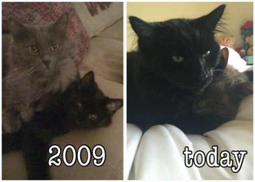 Котики и кошечки, которые вызовут у вас улыбку (29 фото) Котики и кошечки, которые вызовут у вас улыбку (29 фото)