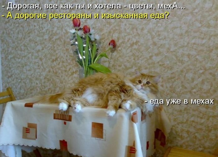 Котоматрица. Часть 2. (45 фото)