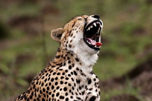 Животные, которые заразят вас своим смехом (33 фото)