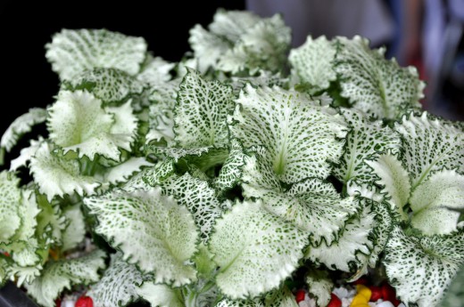  ,  'Kings Cross' (fittonia albivenis)