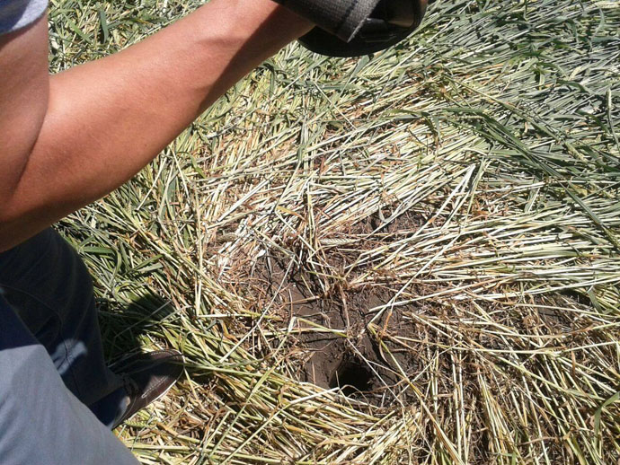 В Адыгее появились загадочные круги на пшеничном поле
