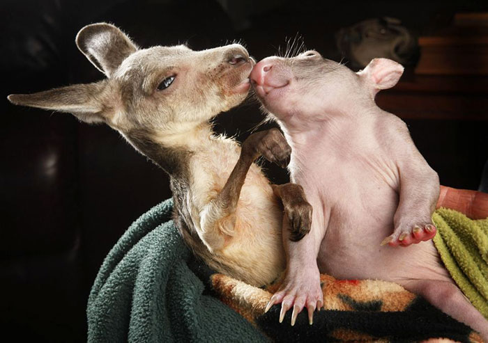 unusual-animal-friendship-baby-kangaroo-wombat__700