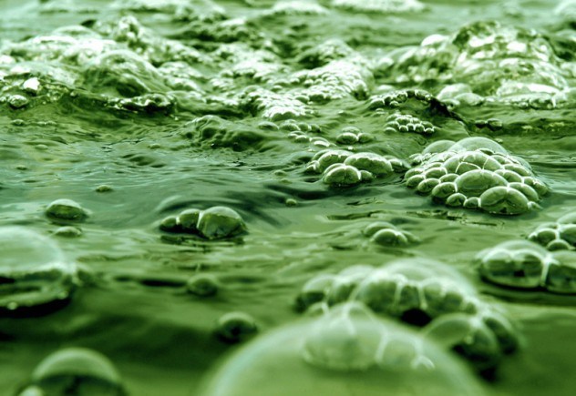 algae-pool-e1379025582782
