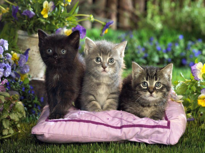 Симпатичные и милые маленькие котята (31 Фото)