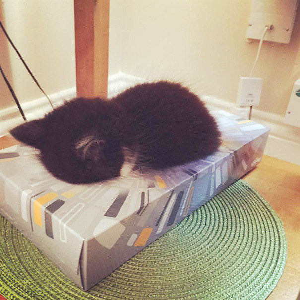 2. Спит в коробке для салфеток котенок, сон