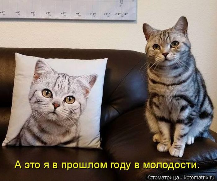 Лучшие котоматрицы недели (50 фото)