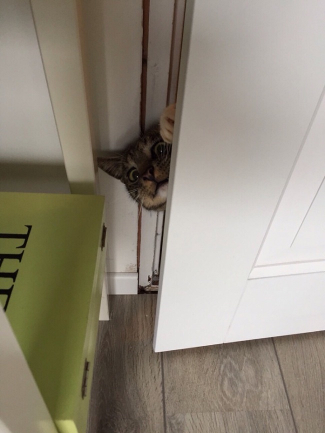 Мы в восторге от котов, потому что… Мы в восторге от котов, потому что…