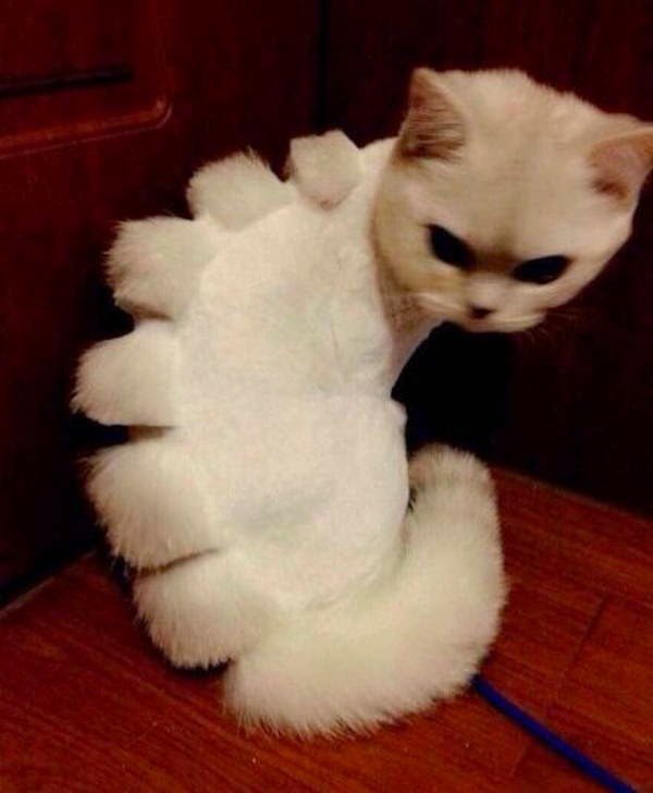 Бритые коты
