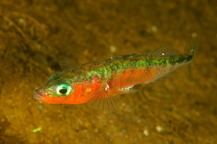 Рыба колючка трехиглая (Gasterosteus aculeatus)
