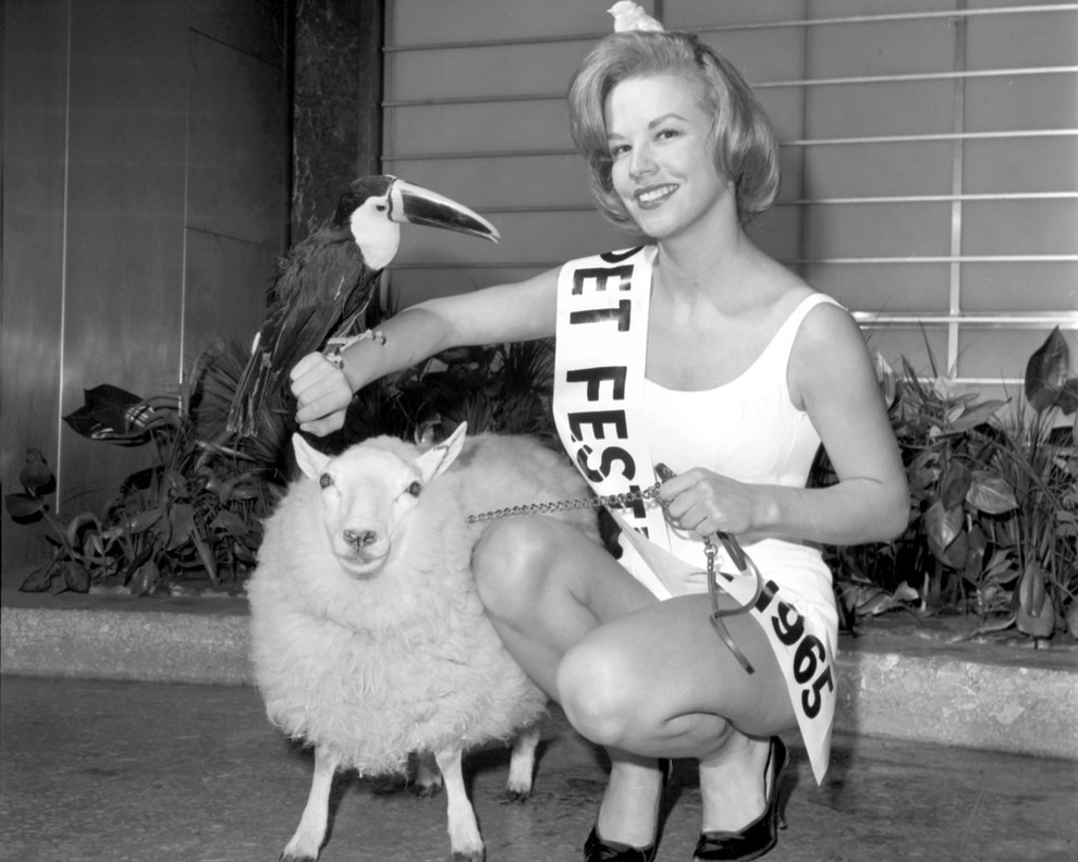 20. Королева Фестиваля Животных, 1964 конкурс, королева, красота
