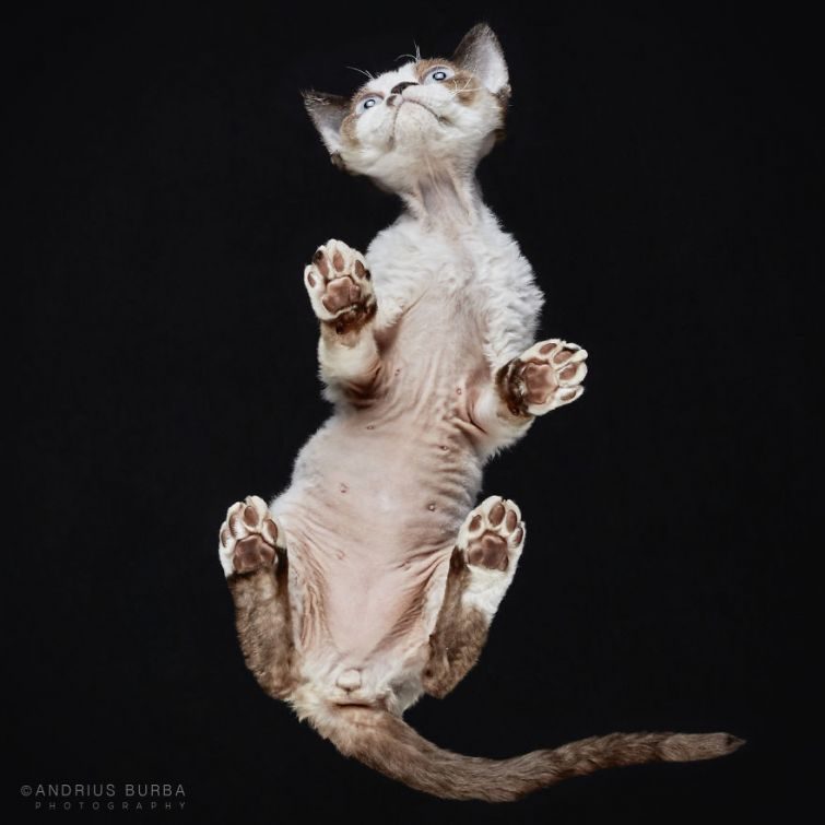 Обратная сторона кота Обратная сторона кота