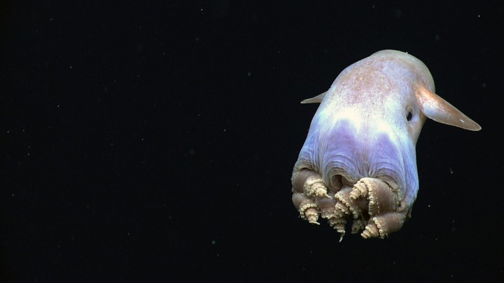 waterfauna13 Пришельцы из иных миров: рейтинг самых странных морских существ