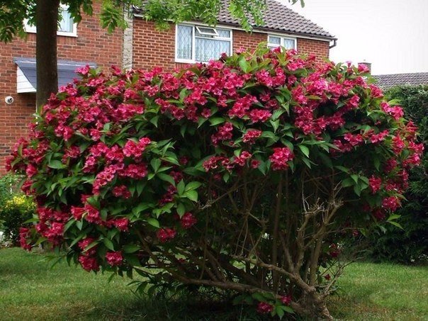  (Weigela)     
