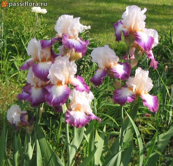 Ирисы. Обсуждение на LiveInternet - Российский Сервис Онлайн-Дневников