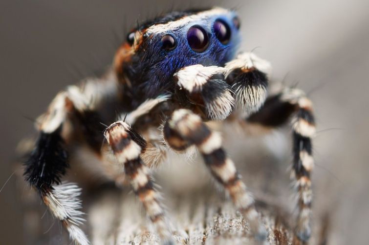 Maratus personatus      , 