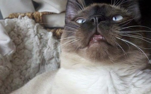 Котямяуки милаши (просто смешные и забавные фотки котэ) кошки, милые киски, прикол, прикольные котэ, смешные кошки, юмор