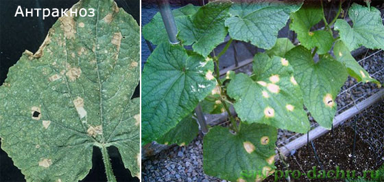 bolesni-ogurcov2-5 (560x265, 56Kb)