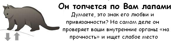 Как узнать, что ваш Кот собирается вас убить