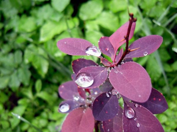 Капли дождя на листьях барбариса