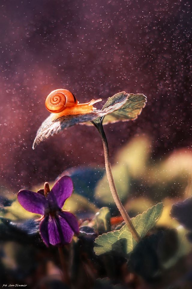 ФОТОВЫСТАВКА. Природа в фотографиях Jan Siwmir ФОТОВЫСТАВКА. Природа в фотографиях Jan Siwmir