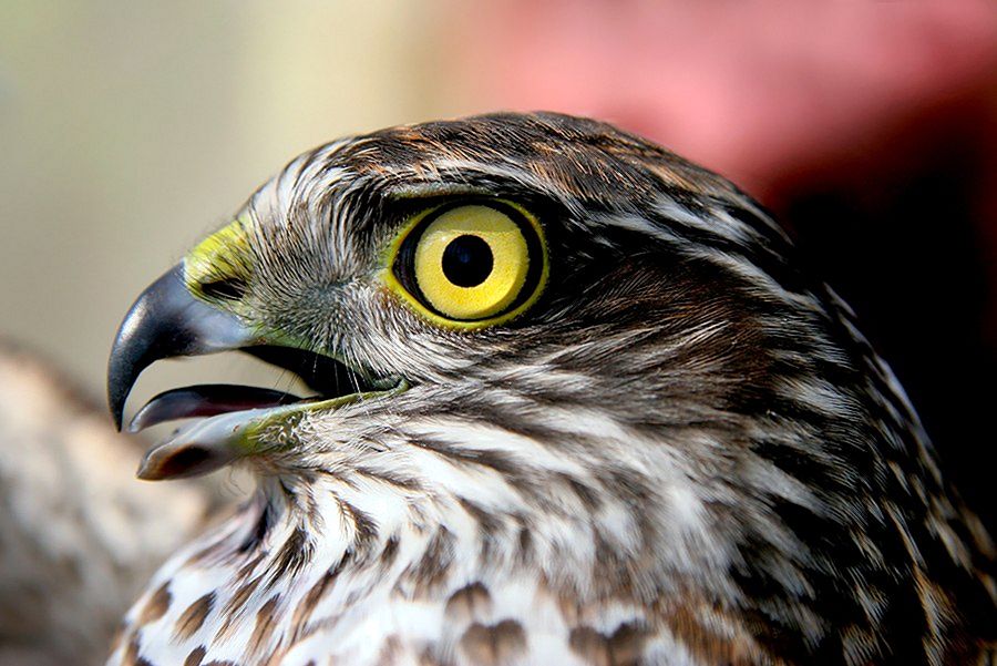 NewPix.ru - ������������ ���������� ��������