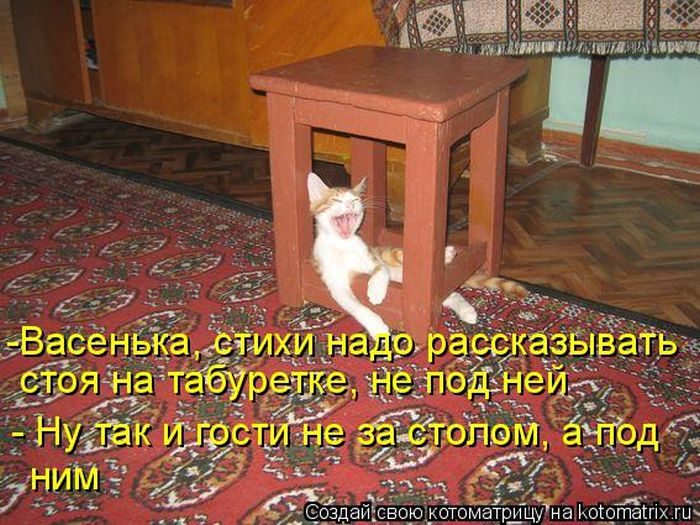 Лучшие котоматрицы недели