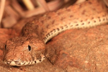 Австралийские ученые обнаружили новую смертоносную змею