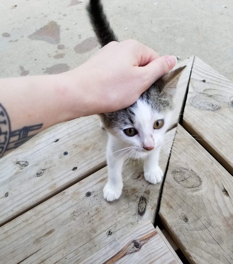 котенок пришел к дому котенка гладят