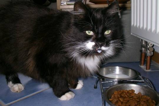 Пять котов в Финляндии удостоились звания героев