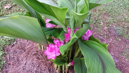 Куркума частухолистная (Curcuma alismatifolia)