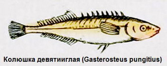 Колюшка девятииглая (Gasterosteus pungitius)