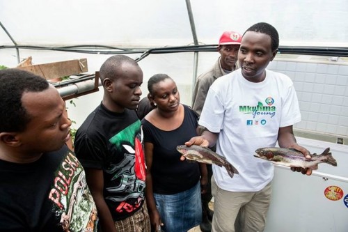 Даниэль Кимани показывает молодым фермерам выращенную в аквапонике рыбу