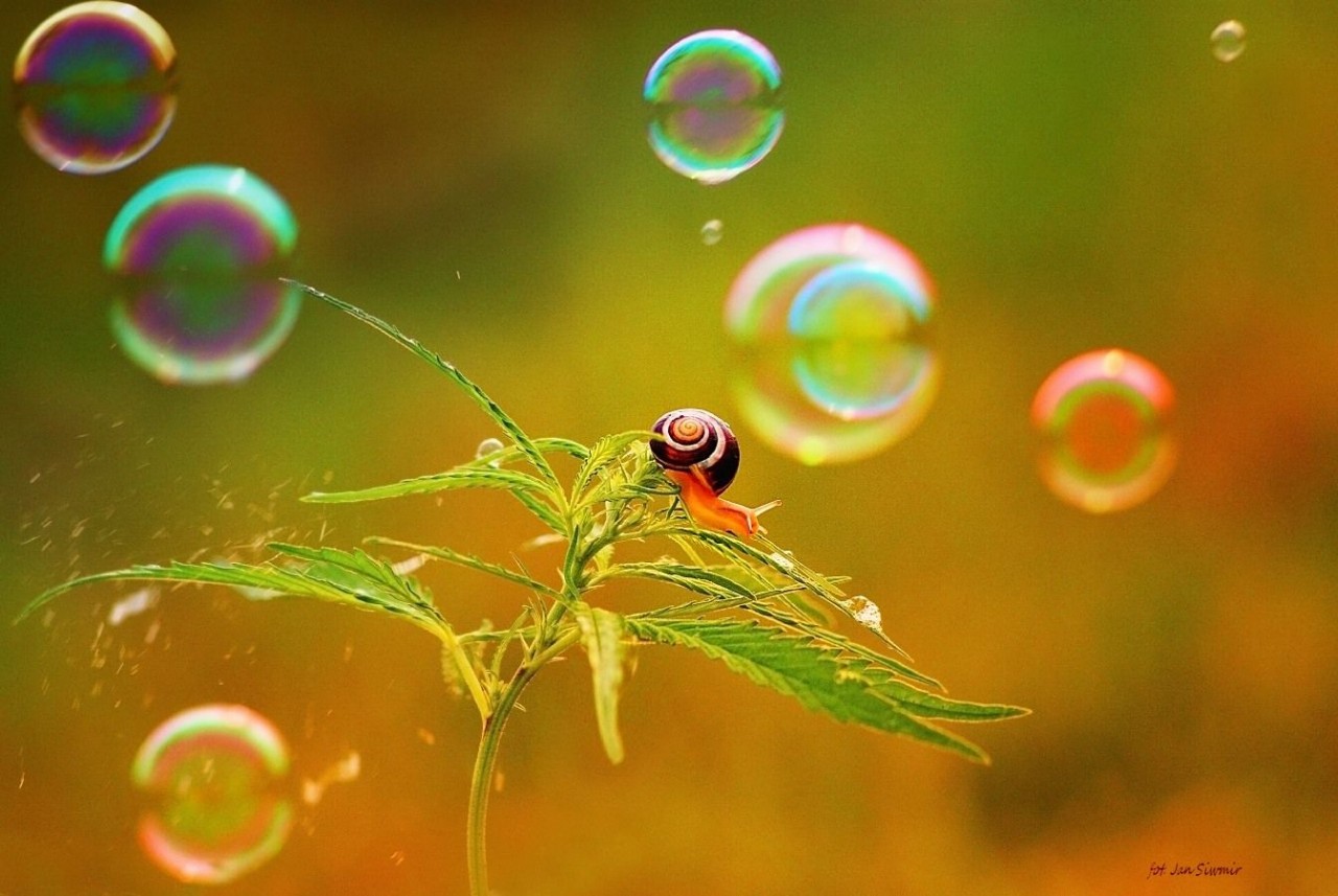 ФОТОВЫСТАВКА. Природа в фотографиях Jan Siwmir ФОТОВЫСТАВКА. Природа в фотографиях Jan Siwmir