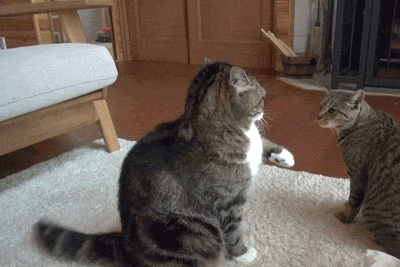 Кошачьи бои