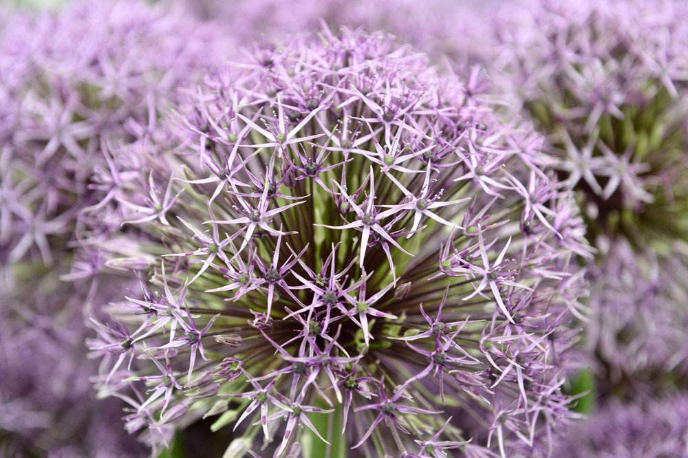 Впечатляющие фото с Chelsea Flower Show 2015