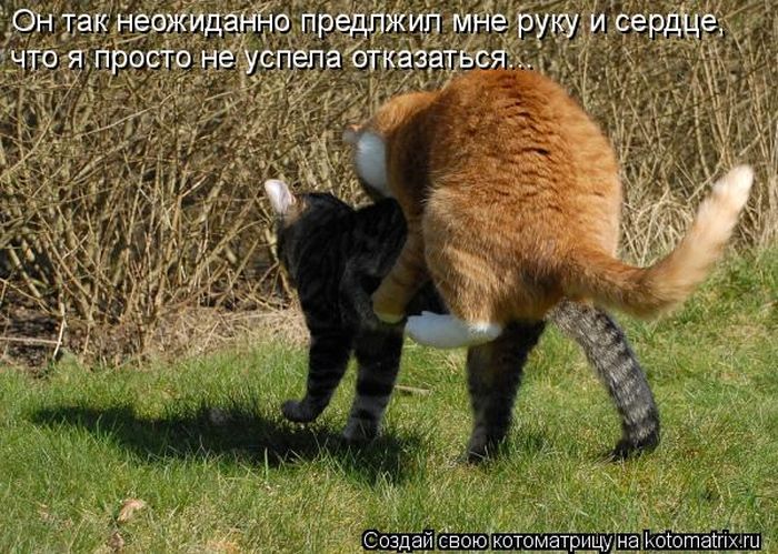 Лучшие котоматрицы недели (50 фото)