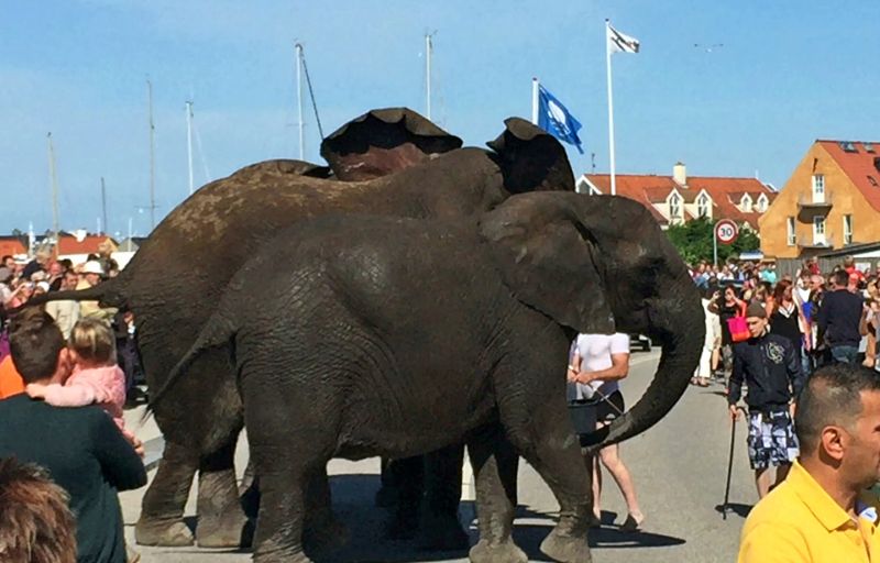 Рассвирепевший цирковой слон сорвался на автомобиле (9 фото)