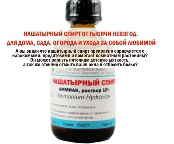 Нашатырный спирт в уходе за клубникой Нашатырный спирт в уходе за клубникой